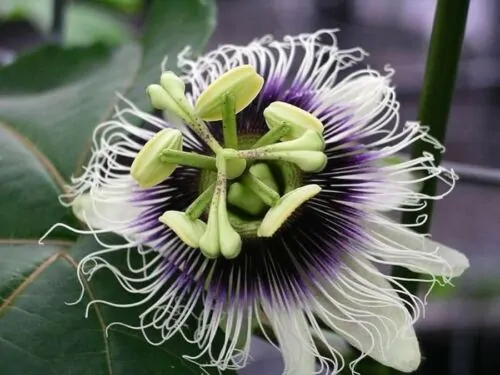Passiflora Edulis F. Edulis - Maracujá roxo, gulupa, chulupa, maracujá roxo doce - Imagem 11