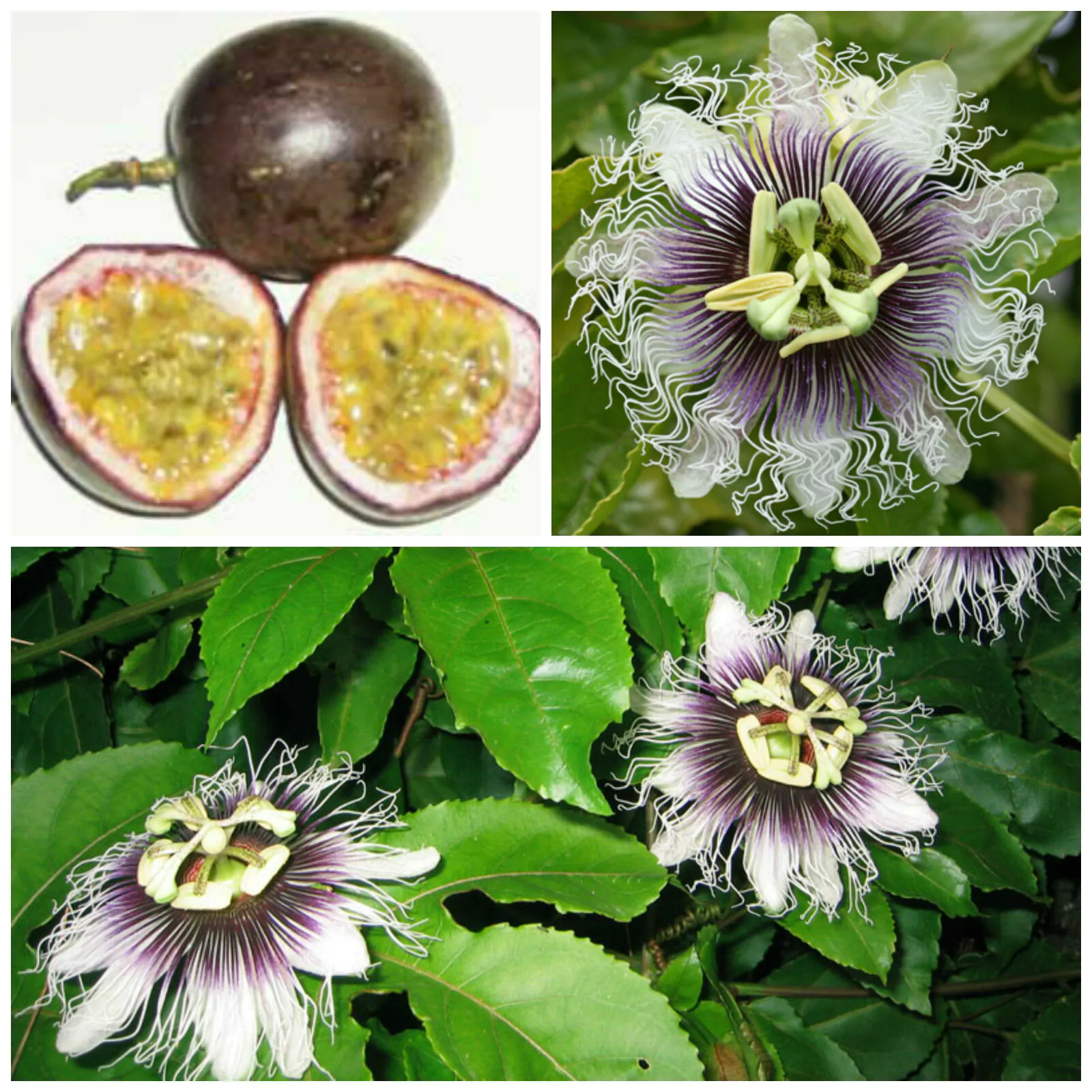 Passiflora Edulis F. Edulis - Maracujá roxo, gulupa, chulupa, maracujá roxo doce - Imagem 12