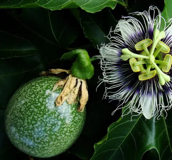 Passiflora Edulis F. Edulis - Maracujá roxo, gulupa, chulupa, maracujá roxo doce
