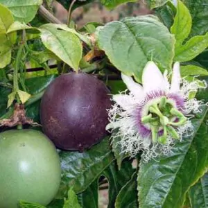 Passiflora edulis f. Flavicarpa - Maracujá caramelo, maracujá gigante doce, maracujá doce, maracujá lilikoi