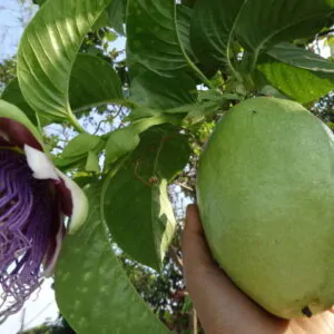 Passiflora maliformis - Maracujá Maça