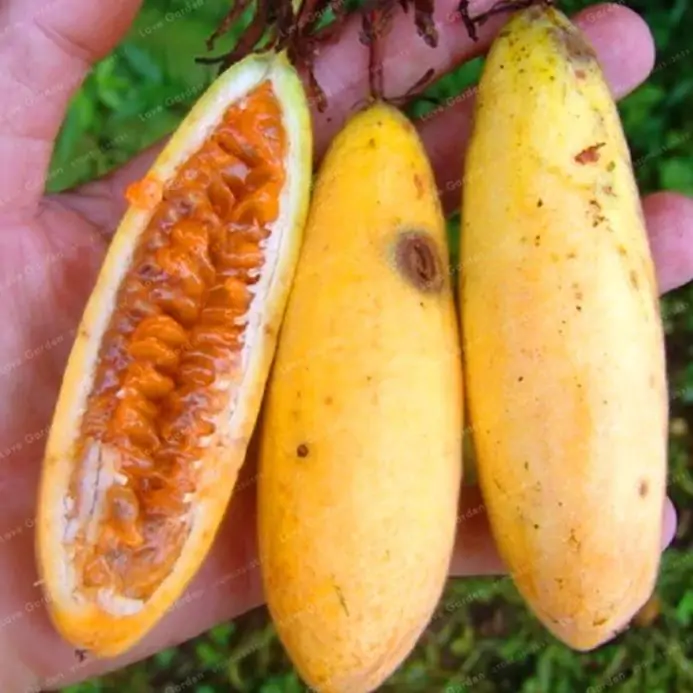 Passiflora mollissima (Passiflora tarminiana) - Maracujá Banana - Imagem 2