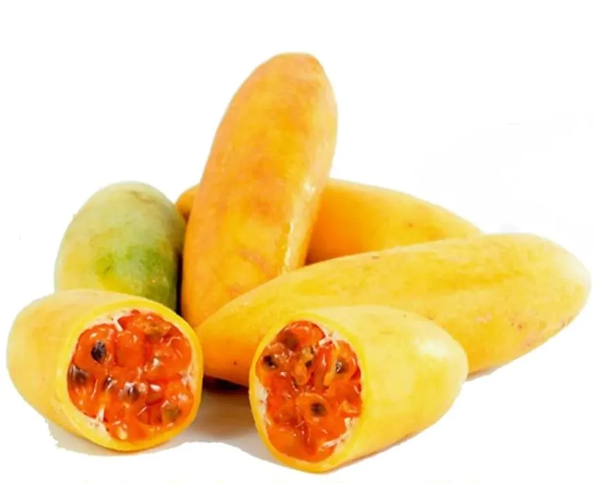 Passiflora mollissima (Passiflora tarminiana) - Maracujá Banana - Imagem 3