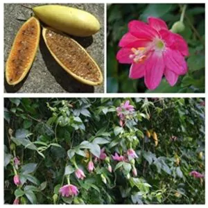 Passiflora mollissima (Passiflora tarminiana) - Maracujá Banana