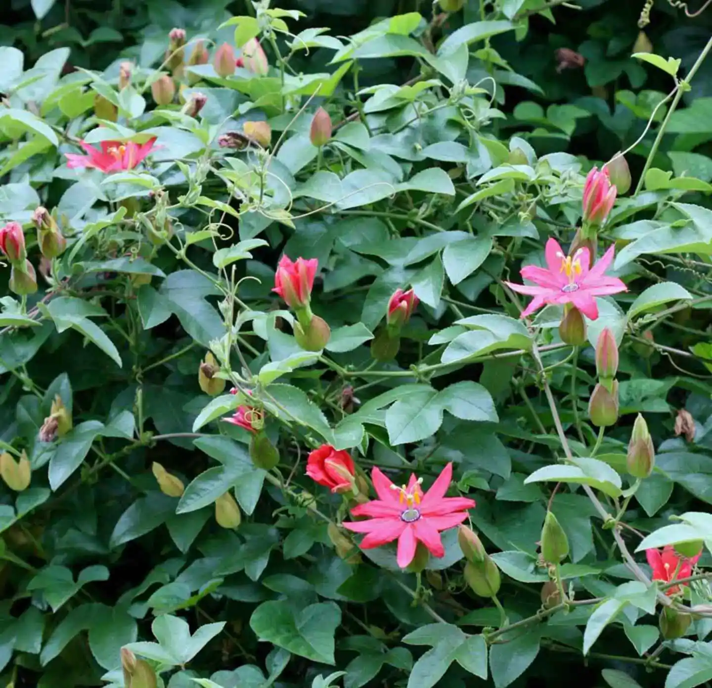 Passiflora mollissima (Passiflora tarminiana) - Maracujá Banana - Imagem 6