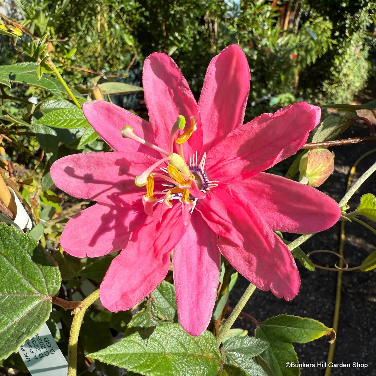 Passiflora mollissima (Passiflora tarminiana) - Maracujá Banana - Imagem 7