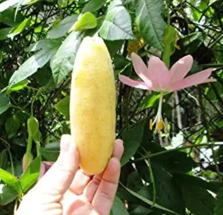 Passiflora mollissima (Passiflora tarminiana) - Maracujá Banana - Imagem 8