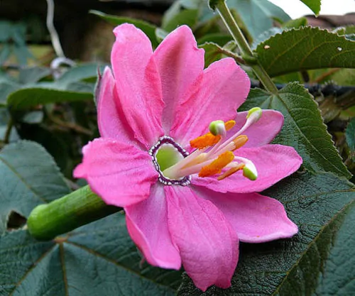 Passiflora mollissima (Passiflora tarminiana) - Maracujá Banana - Imagem 12