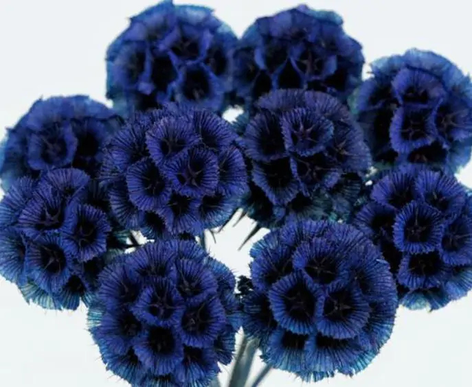 Scabiosa atropurpurea Florist Dark Blue - Flor da Saudade, Doce escabiosa, Escabiosa dos Jardins (Azul Escuro) - Imagem 2