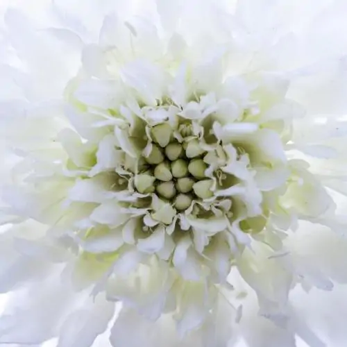 Scabiosa atropurpurea Snowmaiden - Doce Escabiosa
