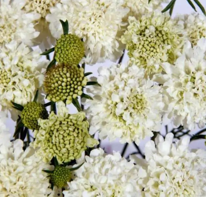 Scabiosa atropurpurea Snowmaiden - Doce Escabiosa - Imagem 3