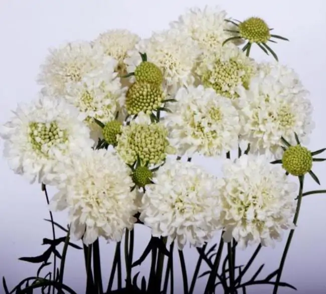 Scabiosa atropurpurea Snowmaiden - Doce Escabiosa - Imagem 4