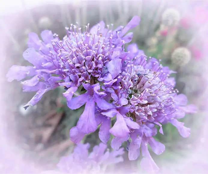 Scabiosa stellata - Escabiosa Flor Lua de Papel, Escabiosa Flor das Estrelas, Ping Pong Starflower - Imagem 3