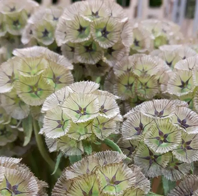 Scabiosa stellata - Escabiosa Flor Lua de Papel, Escabiosa Flor das Estrelas, Ping Pong Starflower - Imagem 4