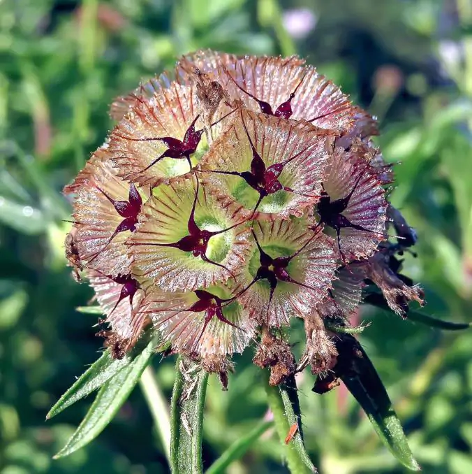 Scabiosa stellata - Escabiosa Flor Lua de Papel, Escabiosa Flor das Estrelas, Ping Pong Starflower - Imagem 5