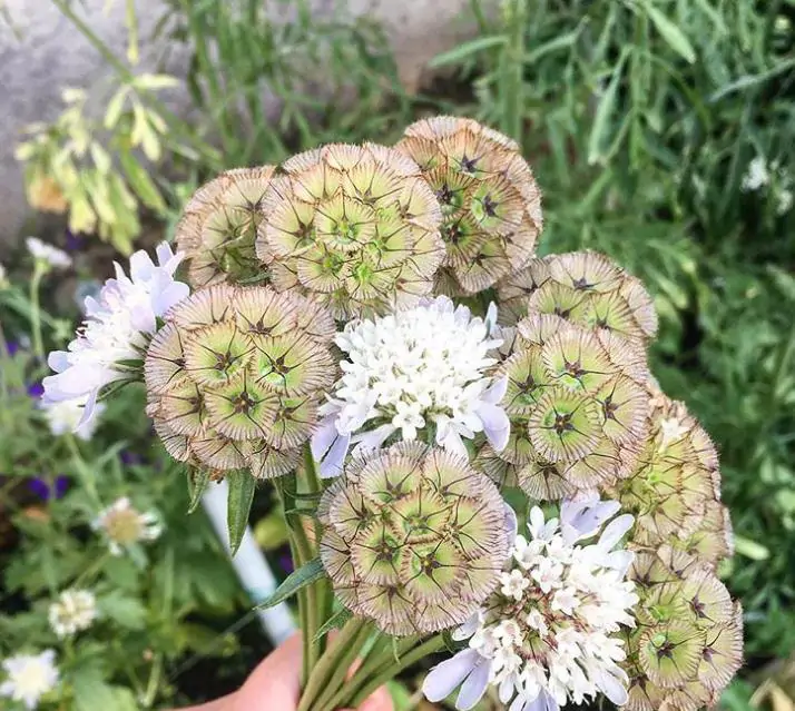 Scabiosa stellata - Escabiosa Flor Lua de Papel, Escabiosa Flor das Estrelas, Ping Pong Starflower