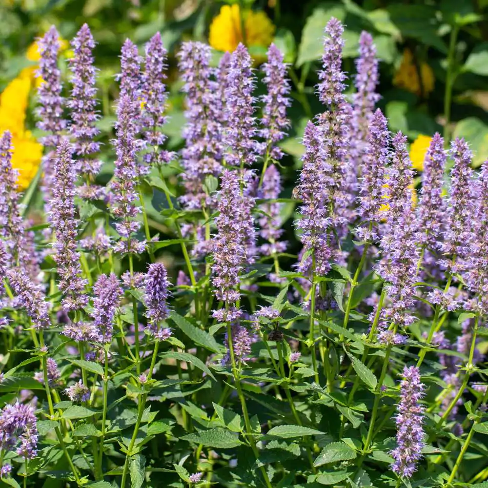 Agastache rugosa 'Korean Mint' - Hortelã Coreana, Menta Coreana - Imagem 5