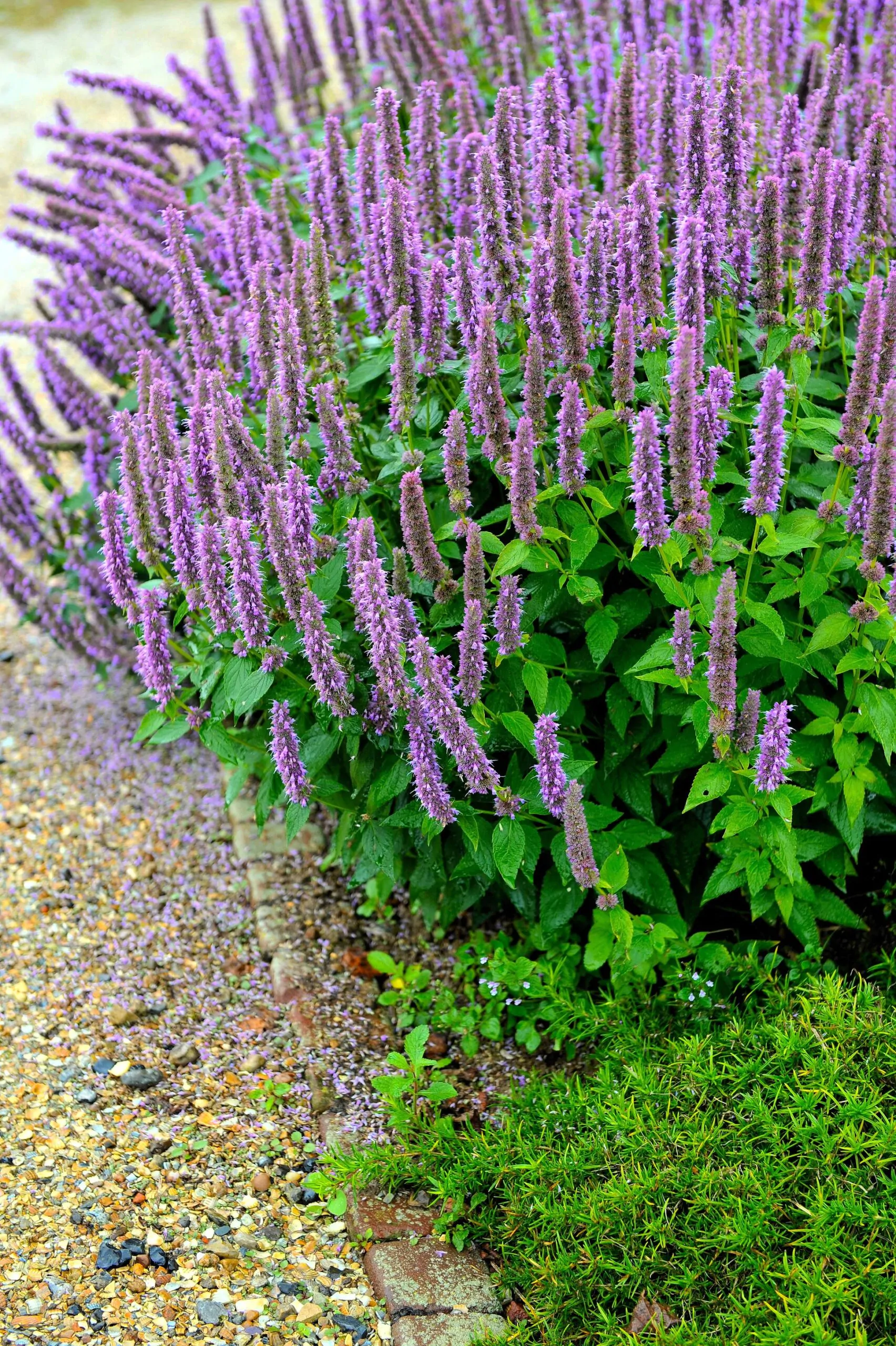 Agastache rugosa 'Korean Mint' - Hortelã Coreana, Menta Coreana - Imagem 6