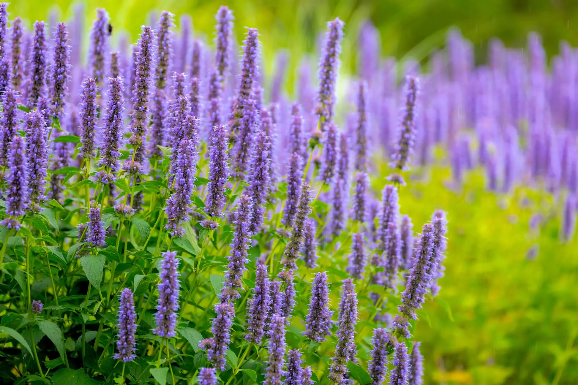 Agastache rugosa 'Korean Mint' - Hortelã Coreana, Menta Coreana - Imagem 8