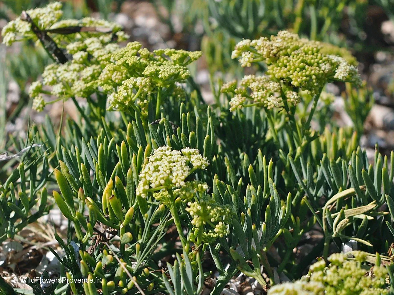 Crithmum maritimum - Funcho do Mar, Erva do Mar, Samphire, Perrexil do Mar