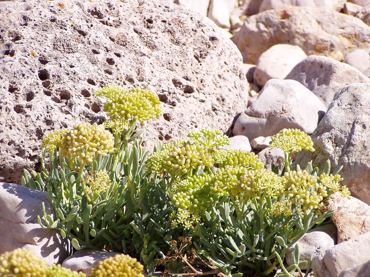 Crithmum maritimum - Funcho do Mar, Erva do Mar, Samphire, Perrexil do Mar - Imagem 2