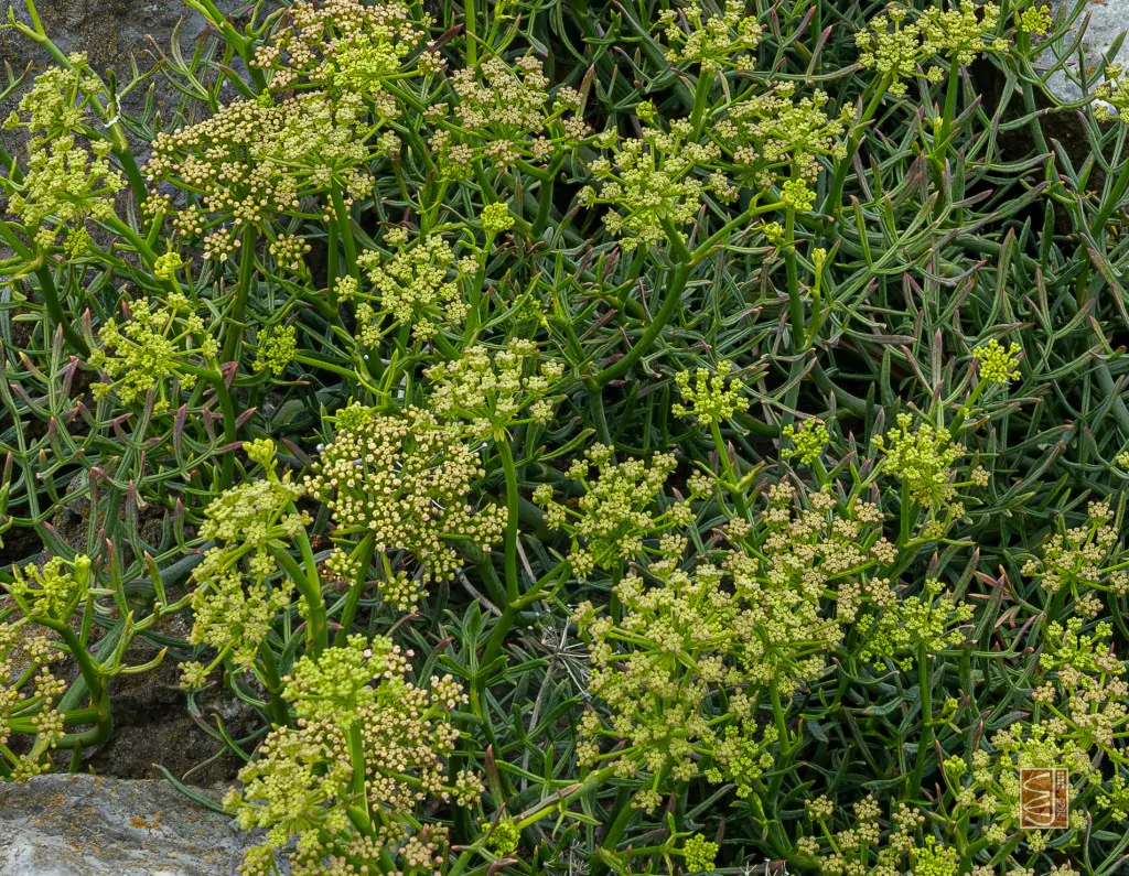 Crithmum maritimum - Funcho do Mar, Erva do Mar, Samphire, Perrexil do Mar - Imagem 3