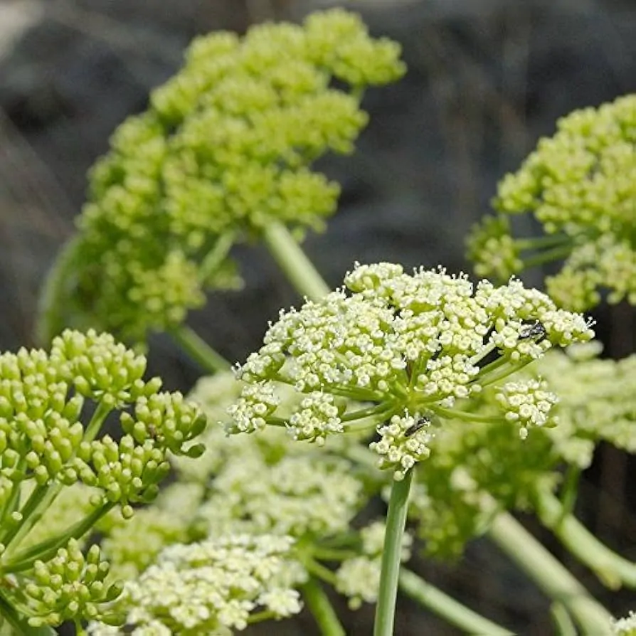 Crithmum maritimum - Funcho do Mar, Erva do Mar, Samphire, Perrexil do Mar - Imagem 4