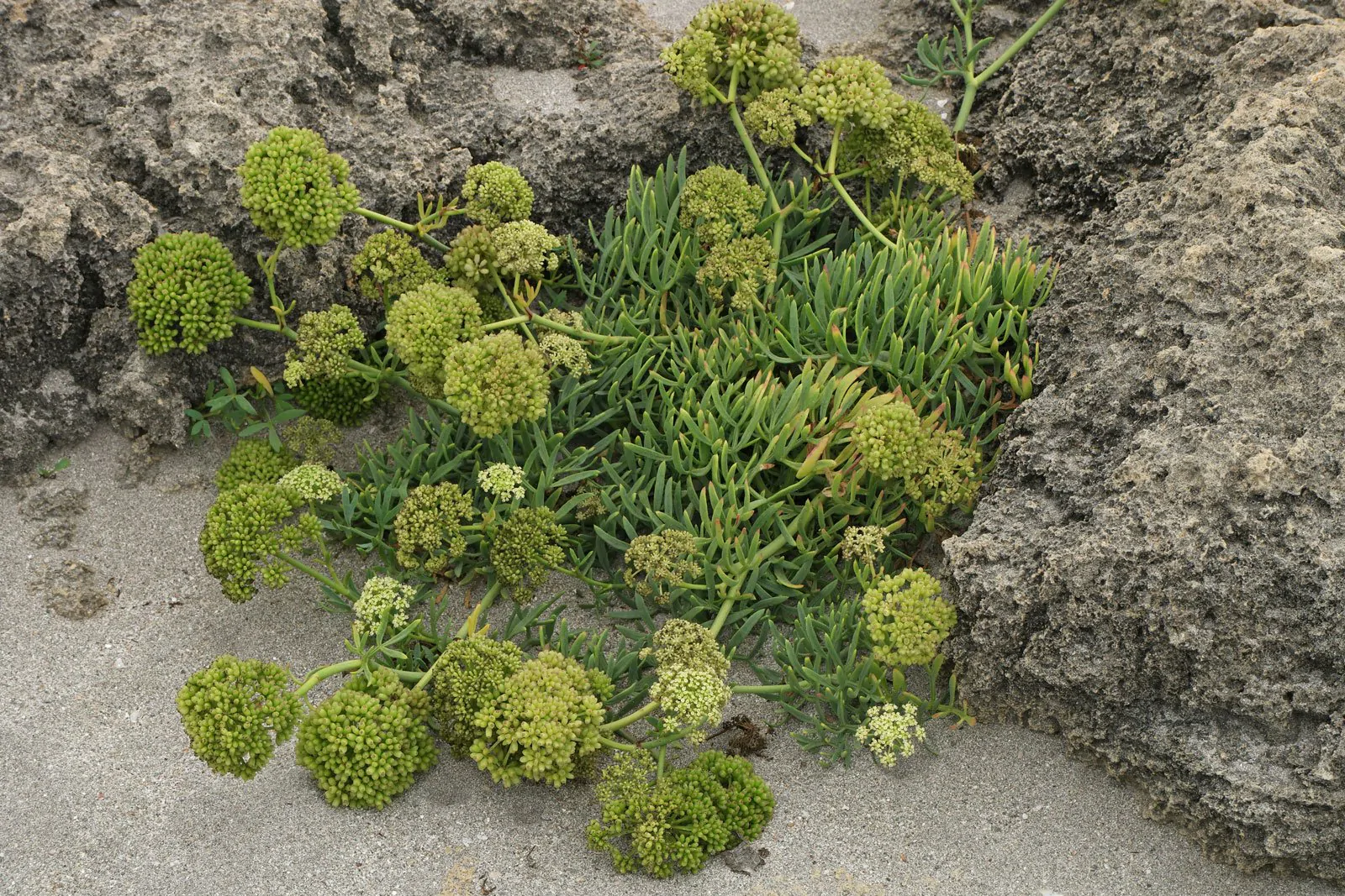 Crithmum maritimum - Funcho do Mar, Erva do Mar, Samphire, Perrexil do Mar - Imagem 5