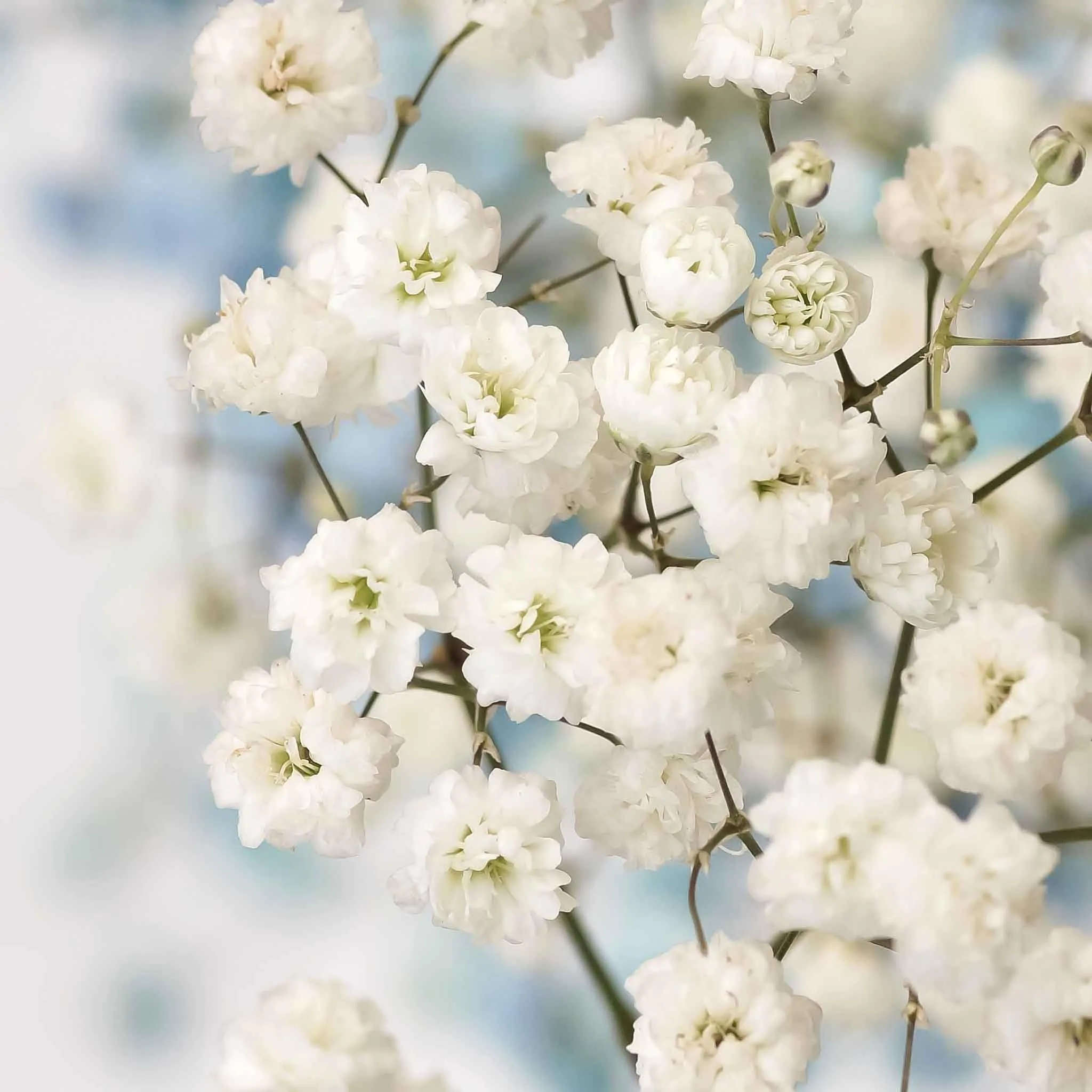 Gypsophila paniculata 'Flocon de Neige' Double - Mosquitinho, Véu de Noiva, Branquinha, Cravo de Amor - Imagem 4