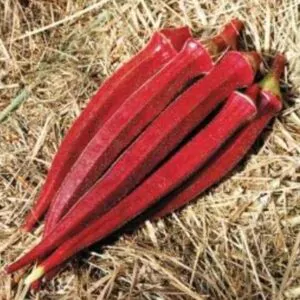 Abelmoschus esculentus Red Burgundy - Quiabo Vermelho Borgonha