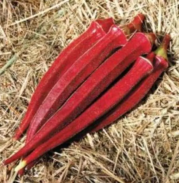 Abelmoschus esculentus Red Burgundy - Quiabo Vermelho Borgonha