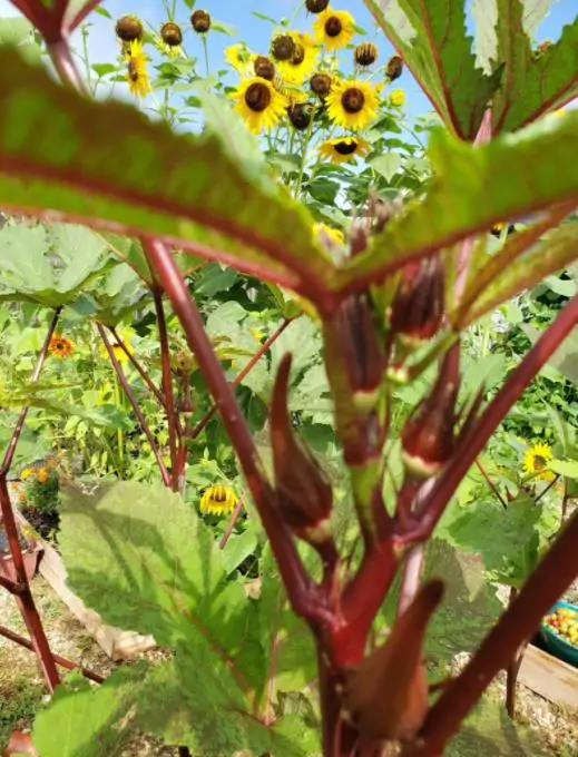 Abelmoschus esculentus Red Burgundy - Quiabo Vermelho Borgonha - Imagem 3