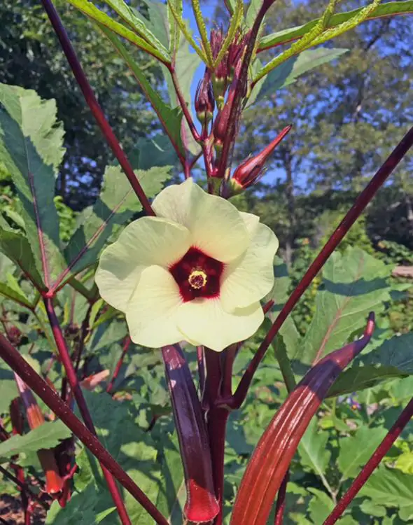 Abelmoschus esculentus Red Burgundy - Quiabo Vermelho Borgonha - Imagem 4
