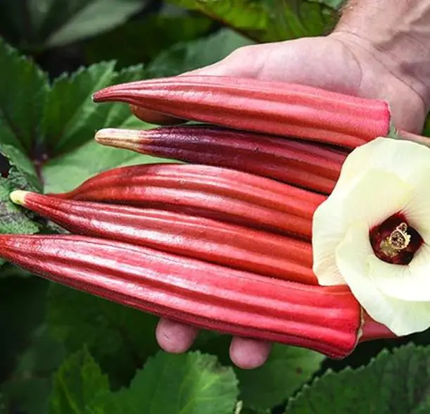 Abelmoschus esculentus Red Burgundy - Quiabo Vermelho Borgonha - Imagem 6