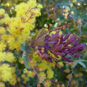 Acacia Baileyana Purpurea - Acacia, Purple Cootamandra Wattle, Purple Leaf Acacia, Acacia Baileyana Purpurea