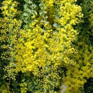 Acacia Pravíssima - Acacia, Ovens Wattle, Wedge-leaf Wattle