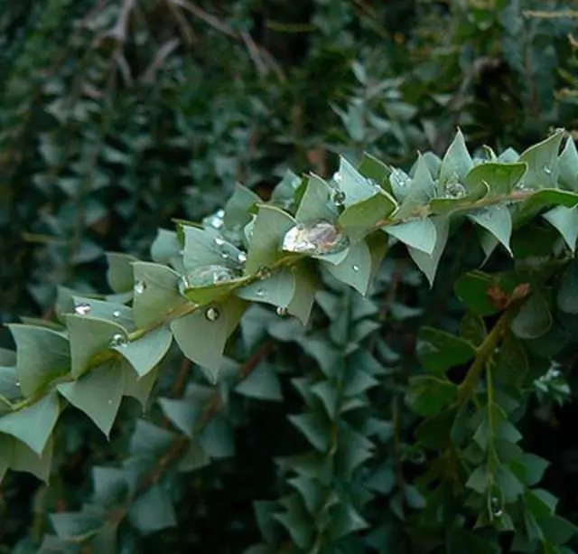 Acacia Pravíssima - Acacia, Ovens Wattle, Wedge-leaf Wattle - Imagem 5