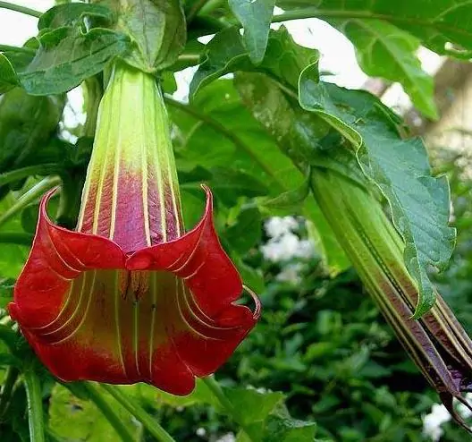 Brugmansia Sanguinea - Brugmansia vermelha, árvore datura vermelha, árvore trombeta de anjo