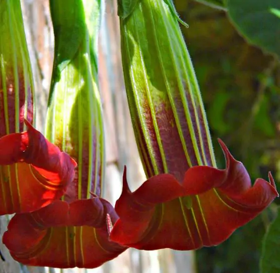 Brugmansia Sanguinea - Brugmansia vermelha, árvore datura vermelha, árvore trombeta de anjo - Imagem 2
