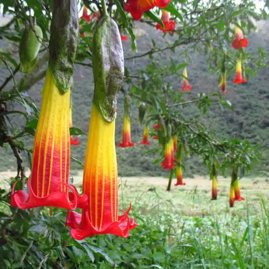 Brugmansia Sanguinea - Brugmansia vermelha, árvore datura vermelha, árvore trombeta de anjo - Imagem 4