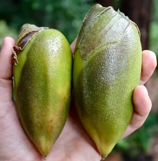 Brugmansia Sanguinea - Brugmansia vermelha, árvore datura vermelha, árvore trombeta de anjo - Imagem 5