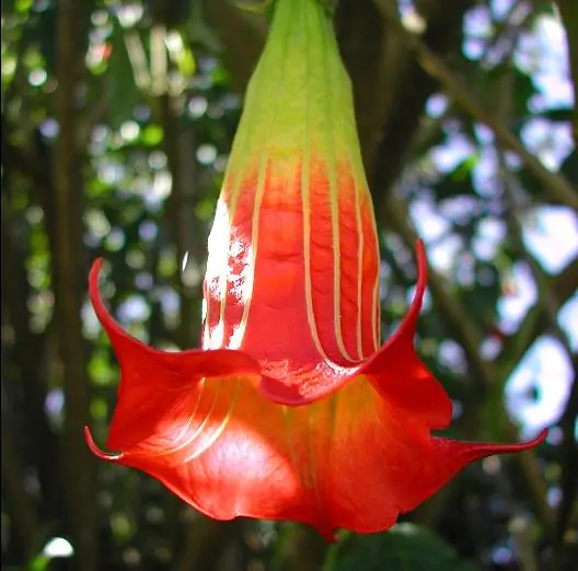 Brugmansia Sanguinea - Brugmansia vermelha, árvore datura vermelha, árvore trombeta de anjo - Imagem 6