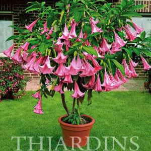 Brugmansia suaveolens var. Rosa - Brugmansia rosa, Árvore Datura Floração rosa, Árvore Trombeta de Anjo rosa