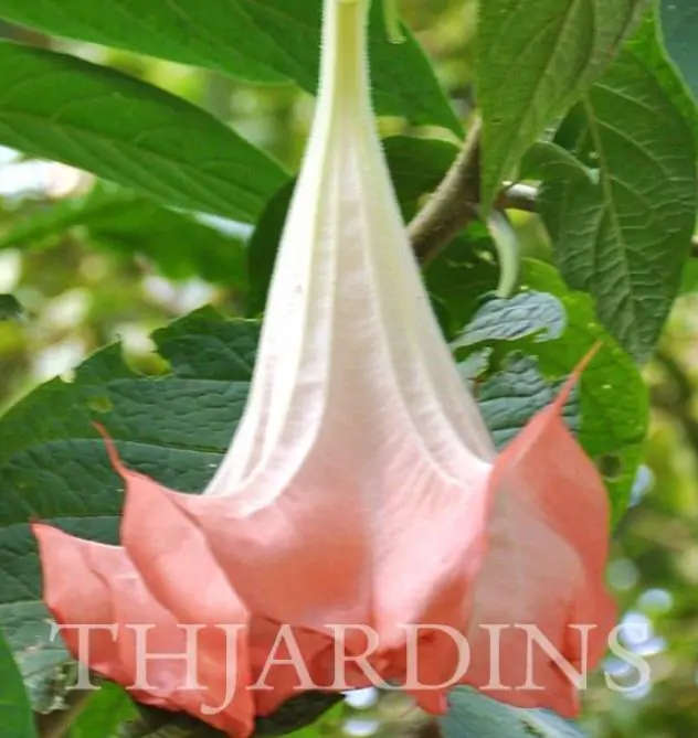 Brugmansia suaveolens var. Rosa - Brugmansia rosa, Árvore Datura Floração rosa, Árvore Trombeta de Anjo rosa - Imagem 2