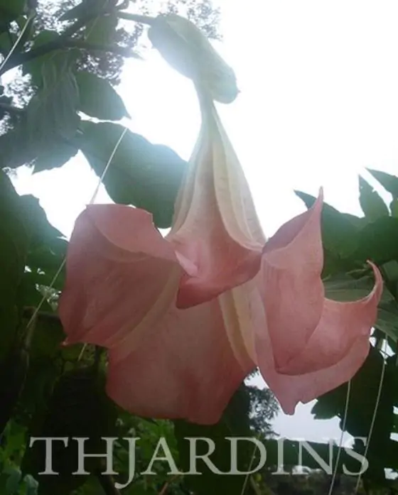Brugmansia suaveolens var. Rosa - Brugmansia rosa, Árvore Datura Floração rosa, Árvore Trombeta de Anjo rosa - Imagem 3