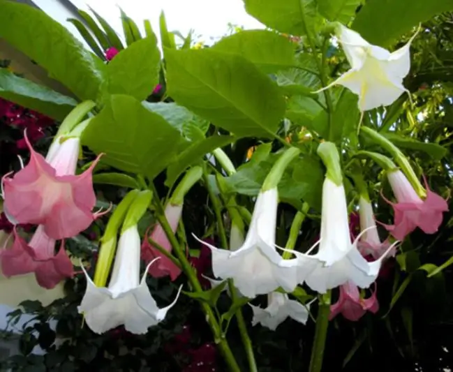 Brugmansia suaveolens var. Rosa - Brugmansia rosa, Árvore Datura Floração rosa, Árvore Trombeta de Anjo rosa - Imagem 5