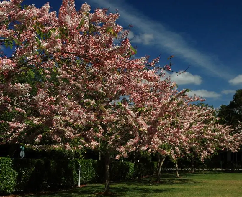 Cassia bakeriana - Cassia Flor de Macieira Anã, Cássia Chuveiro Cor-de-rosa, Árvore dos Desejos - Imagem 2