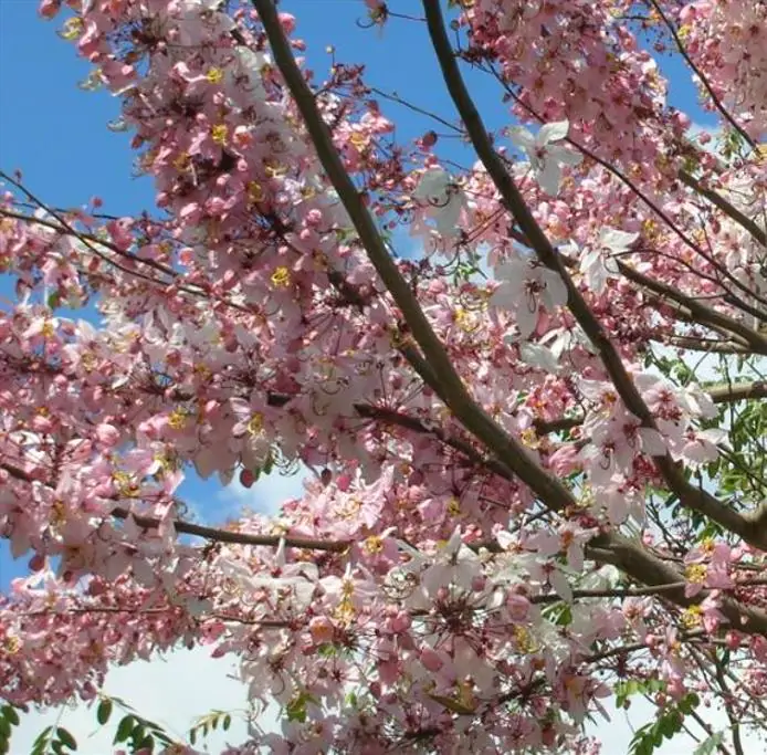 Cassia bakeriana - Cassia Flor de Macieira Anã, Cássia Chuveiro Cor-de-rosa, Árvore dos Desejos - Imagem 3