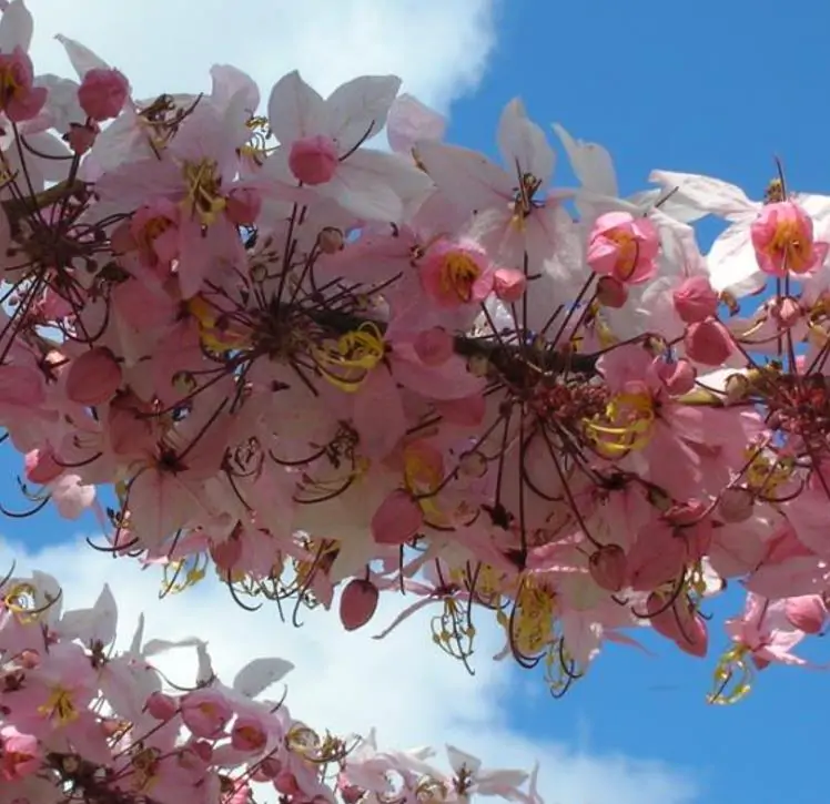 Cassia bakeriana - Cassia Flor de Macieira Anã, Cássia Chuveiro Cor-de-rosa, Árvore dos Desejos - Imagem 4