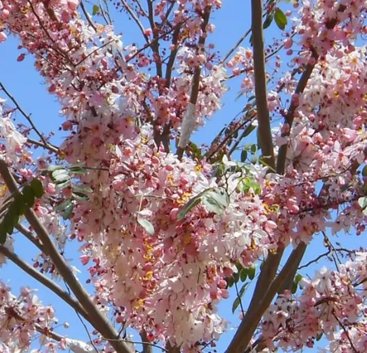 Cassia bakeriana - Cassia Flor de Macieira Anã, Cássia Chuveiro Cor-de-rosa, Árvore dos Desejos - Imagem 5